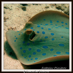 This blue spotted beauty goes ahead by Svetoslav Dimitrov 